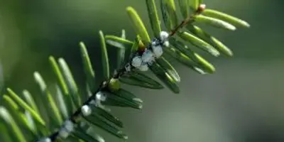 Small white roundish pests on the branch of a coniferous tree
