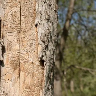 Tree trunk with section of bark removed
